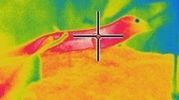 Lizard viewed through an infrared lens.