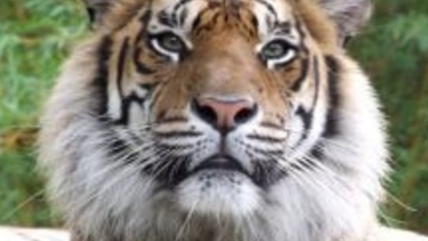 A man has been attacked by a tiger at Australia Zoo.