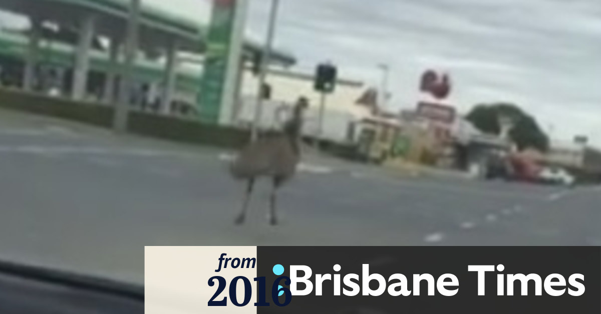 Runaway Emu In Queensland Town Emerald Leaves Traffic In A Flap