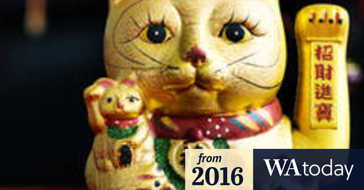 lucky cat lotto