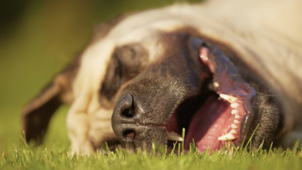 Lacing dog treats with cannabis is big business