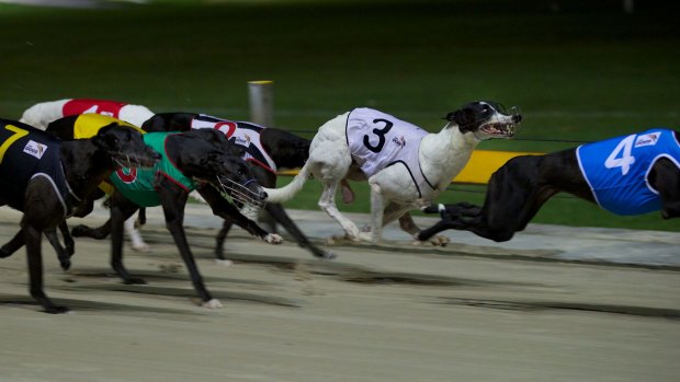 Greyhound in the bible top