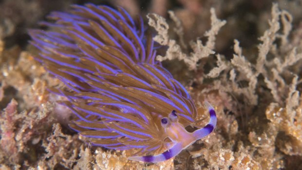 Blue Dragon Sea Slug turns poison against aquatic enemies