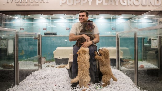 Kellyville pets sales puppies