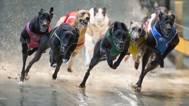 Dog racing store club