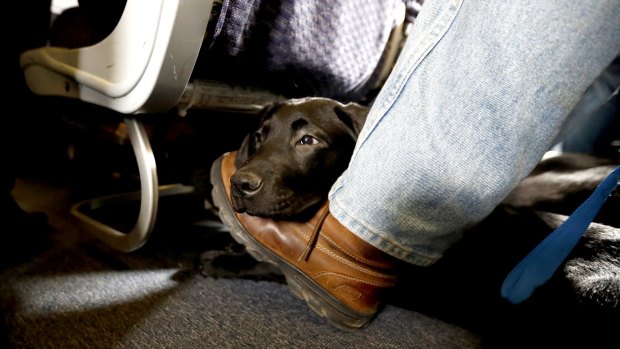 Support dogs clearance on planes