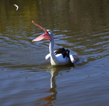 Wet pelican dog discount