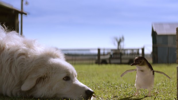 The story behind Oddball: how a sheepdog became a penguin's best