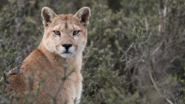 Winter puma spotting in Torres del Paine National Park Patagonia