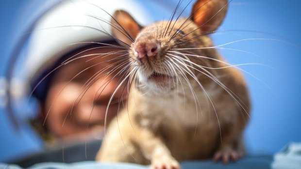 Giant rat pet sale