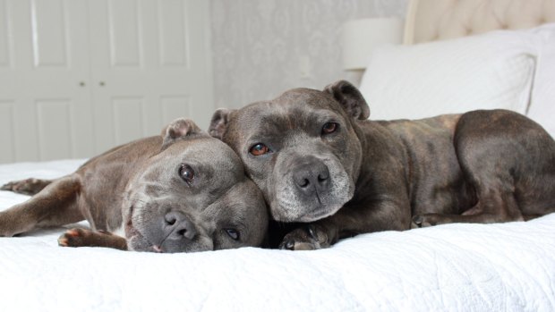 Blueboys staffy deals