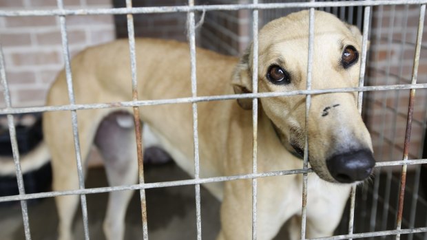 Greyhound cage new arrivals