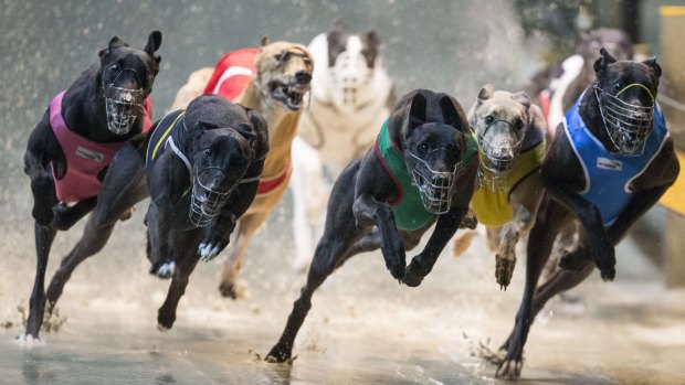Go hotsell greyhound racing