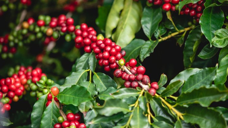 Australian deals coffee beans