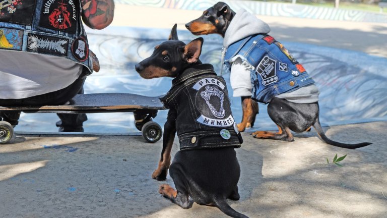 Dog battle jacket store