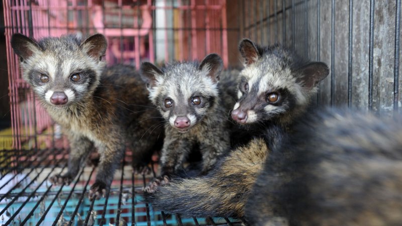 Famous faeces the story behind the civet poo coffee craze