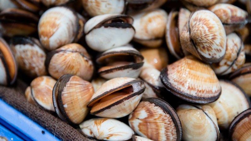 Clams in australia sale