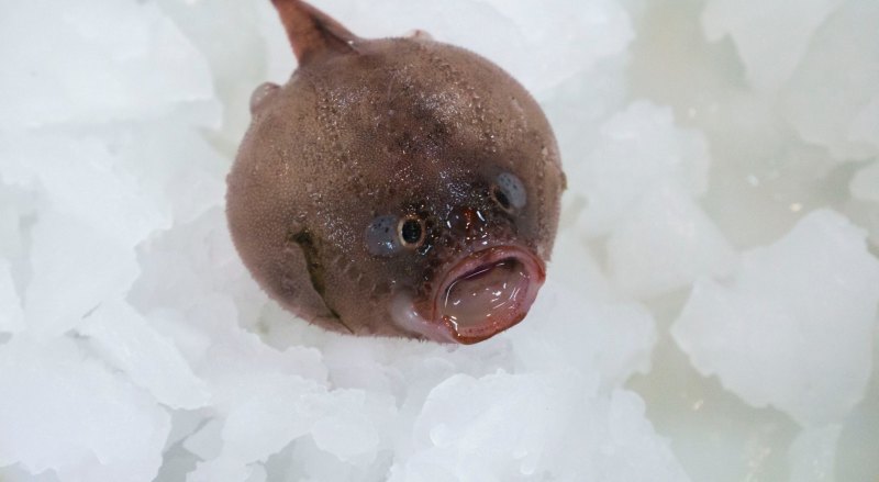 Faceless fish shop