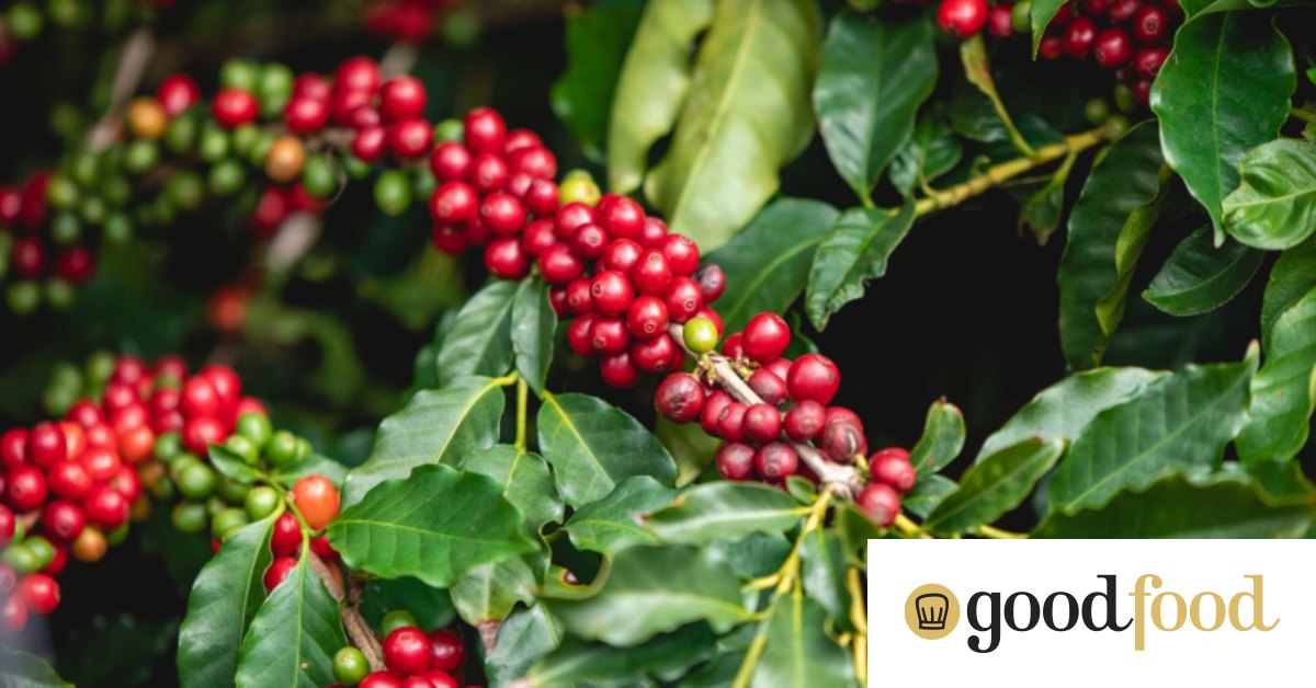 Coffee importers hotsell in australia