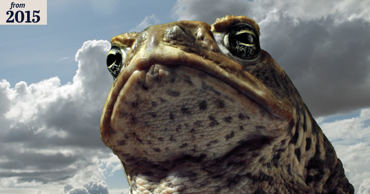 80 Facts to Mark 80 Years of Cane Toads