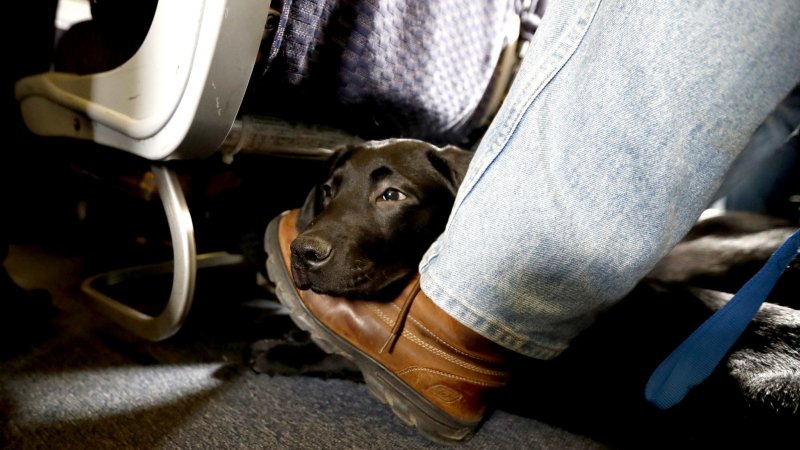 Can you fly with emotional support animals in Australia The rules