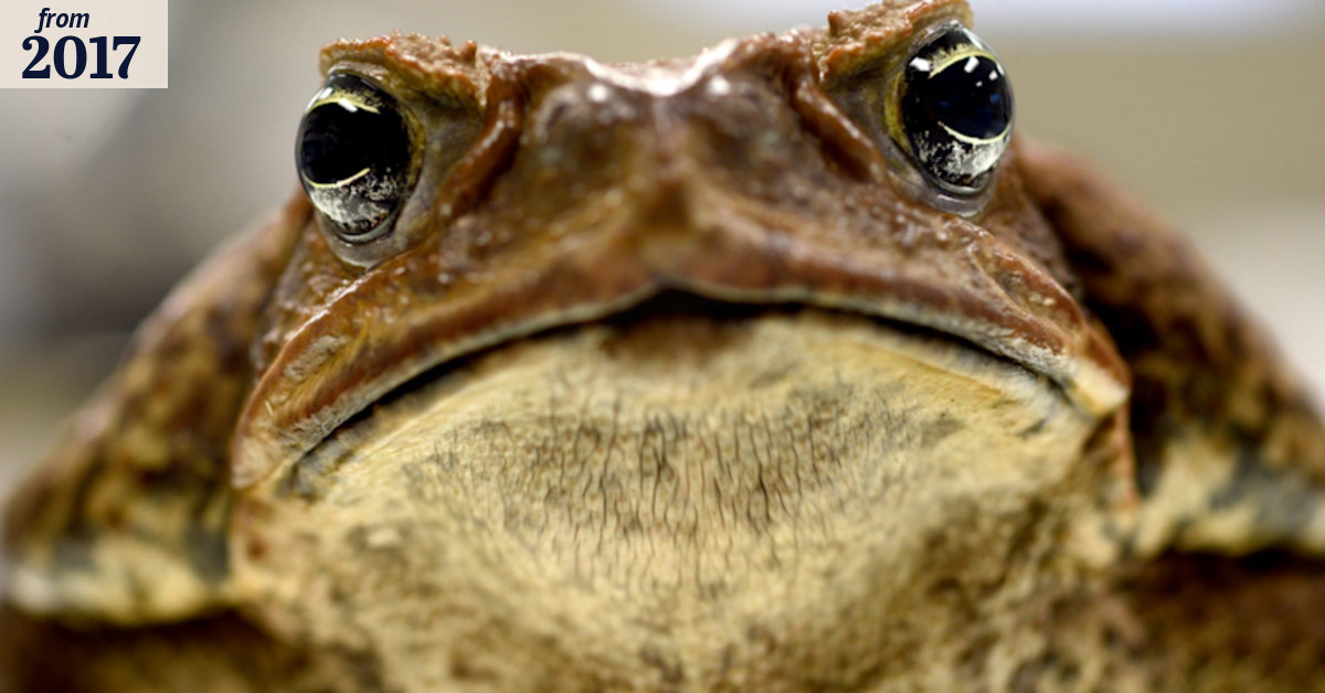 Cane toads can reabsorb electrolytes lost through skin, research finds