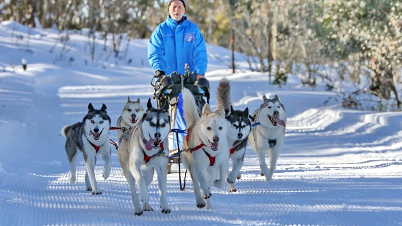 Victorian snow is the coolest for hot huskies from Perth