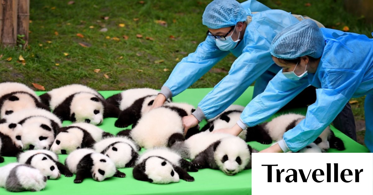 See panda cubs in China at Chengdu Research Base of Giant Panda Breeding
