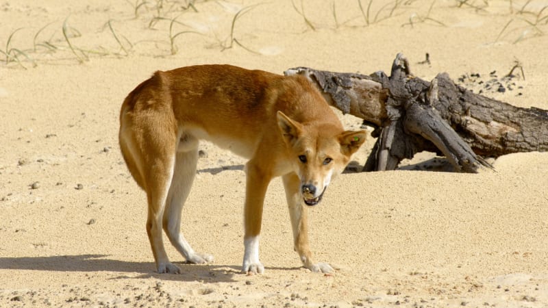 From whales to insects, the Fraser Island dingo diet is a dog’s breakfast