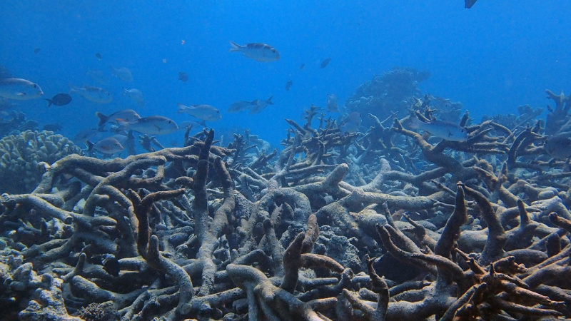 Northern Great Barrier Reef coral bleaching damage worse ...