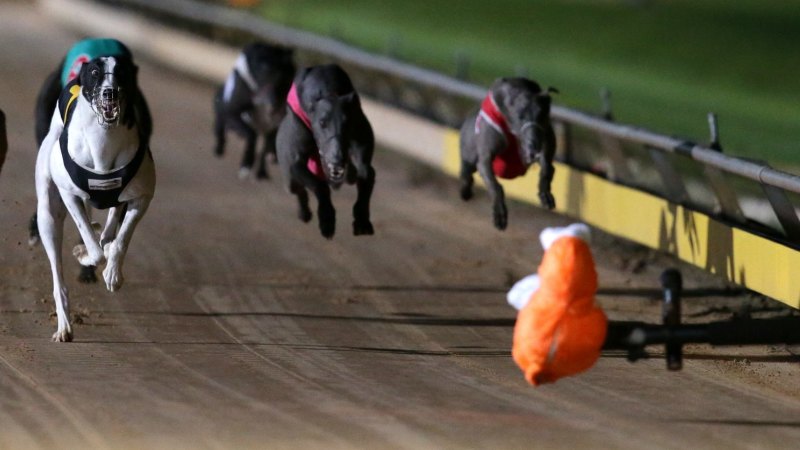 Live dog sale racing