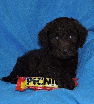 Tamaruke puppies cost online