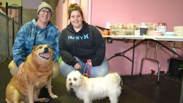 Peekaboo doggy daycare discount