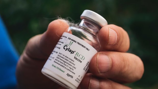 Calici vaccine sales