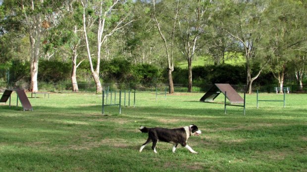 Dog run near me sale
