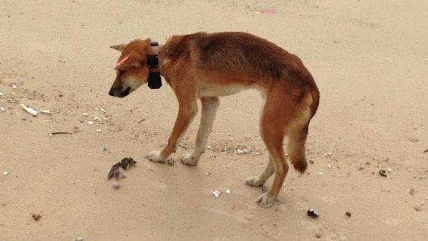 Purebred dingo top