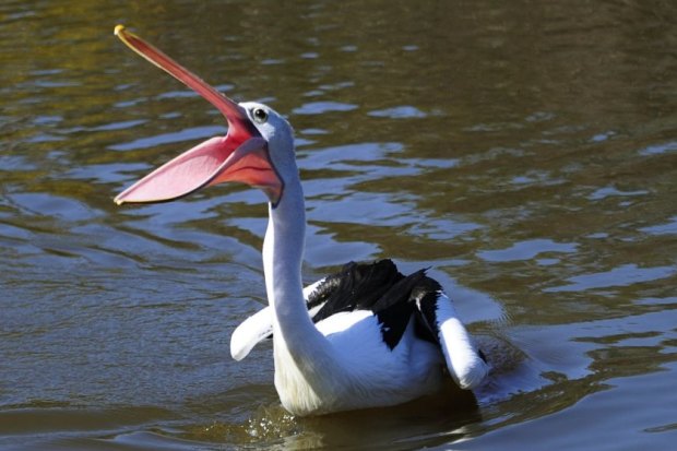 Wet hotsell pelican dog