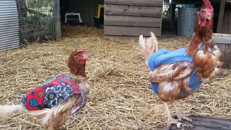 The girls flaunt bespoke jumpers at Gold Coast rescue farm