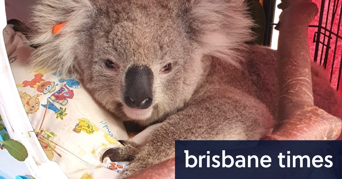 Bagaimana Ella si koala diselamatkan enam kali dalam setahun
