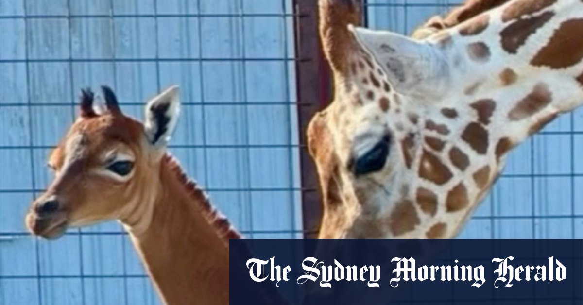Spotless giraffe born at Tennessee zoo