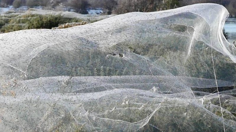 Spider webs in store trees