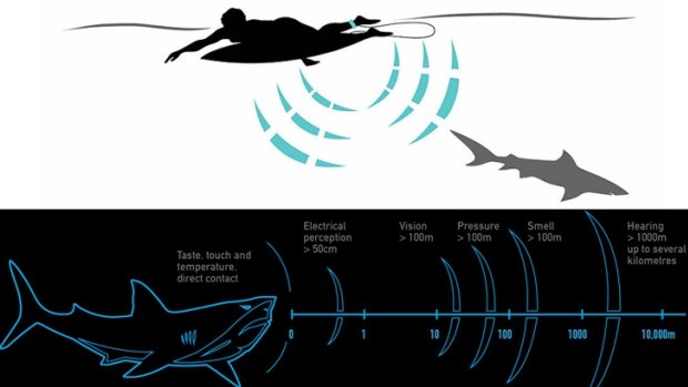 Shark deterrent leash discount