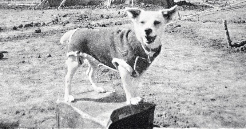Horrie the war dog best sale