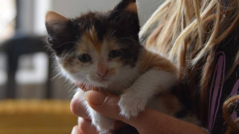 Male tortoiseshell 2025