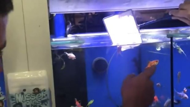 Two men being investigated by RSPCA for eating live goldfish in