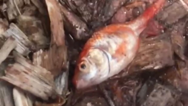 Two men being investigated by RSPCA for eating live goldfish in Petbarn store