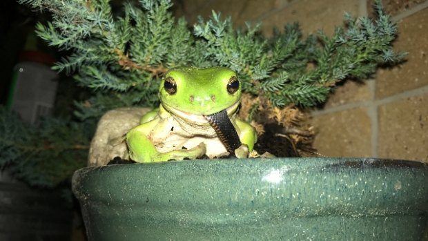 I mean a frog can t bite a snake it s got me beat Green frog