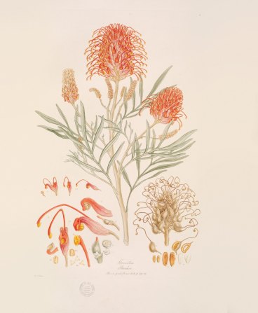 Forgotten Artist Ferdinand Bauer S Natural History Drawings Come