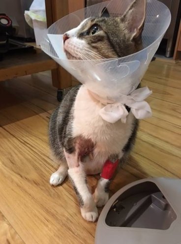 Cat Owner Fights For Justice After Dog Attack Ignored By City Of