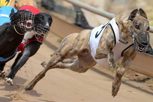 Greyhounds image